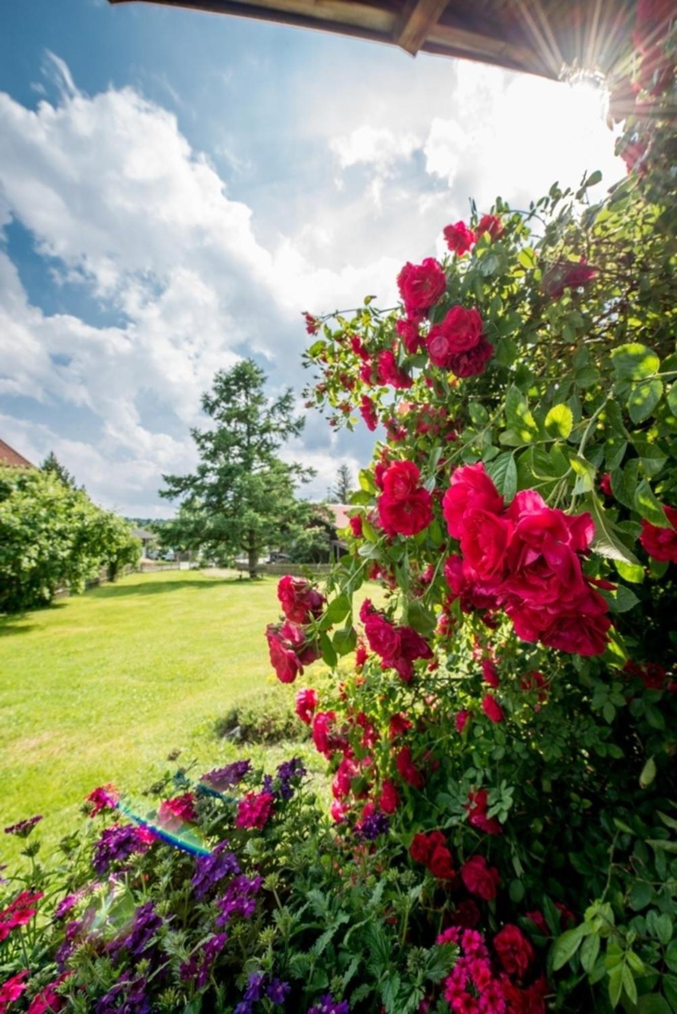 Ferienwohnung Lacherhof Зегаузен-ам-Штаффельзе Екстер'єр фото